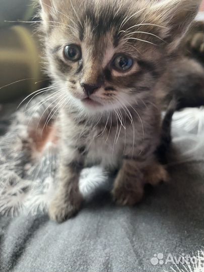 Кошки бесплатно