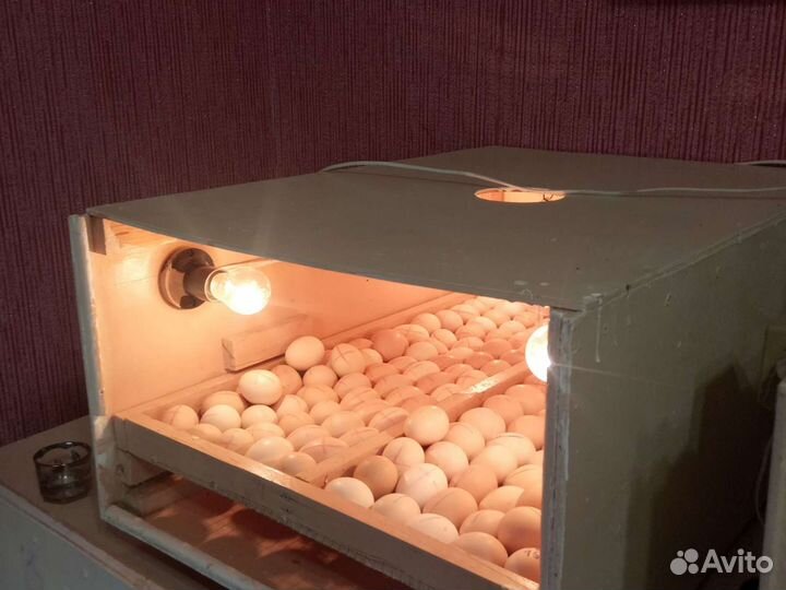 Инкубатор бытовой