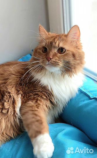 Крупный рыжий котик Виктор мечтает о доме