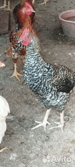 Молодые петухи