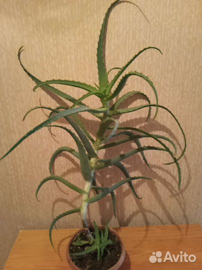 Алоэ лечебный