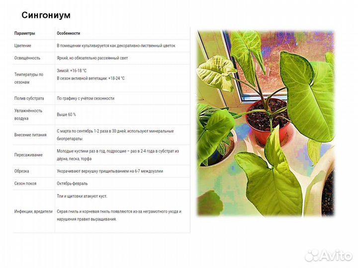 Комнатные растения цветы