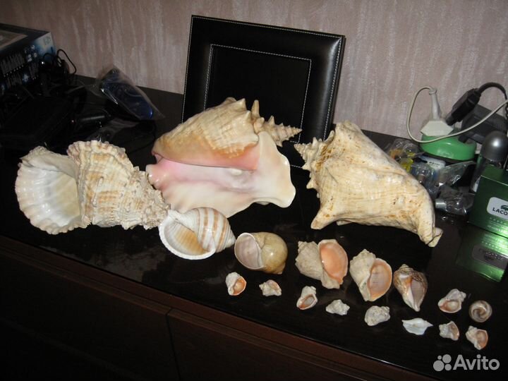 Коллекция больших и маленьких раковин и ракушек