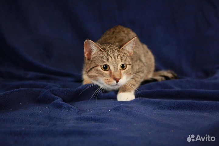 Молодая кошечка Элена