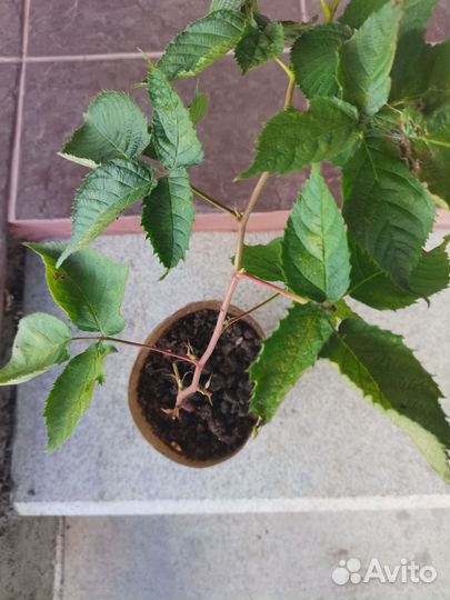 Ежемалина тайберри саженцы