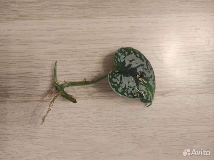 Сциндапсус Пиктус Треби и марблквин излишки