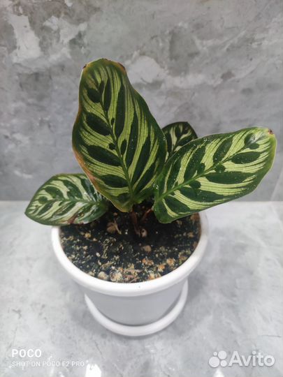 Калатея макояна