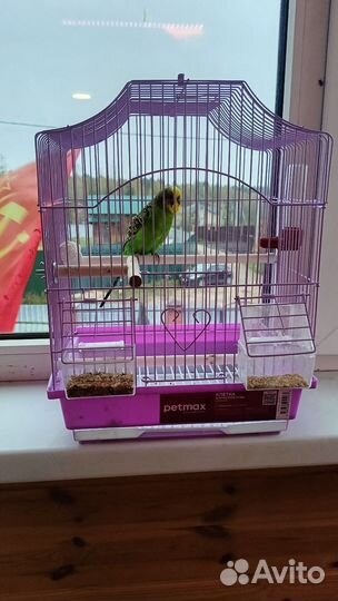 Волнистый попугай с клеткой