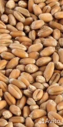 Зерно пшеница