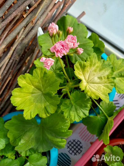 Пеларгония герань сортовая