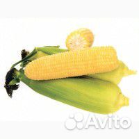 Семена Кукурузы 