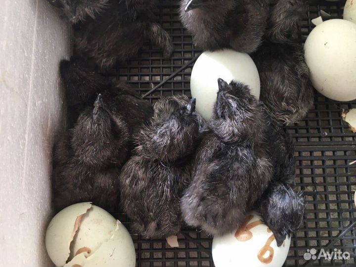 Инкубационное яйцо Ухейилию, цыплята на заказ