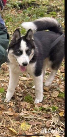 Щенки хаски бесплатно