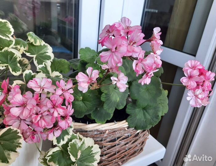Пеларгония,герань