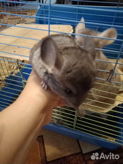 Шиншилла малыши