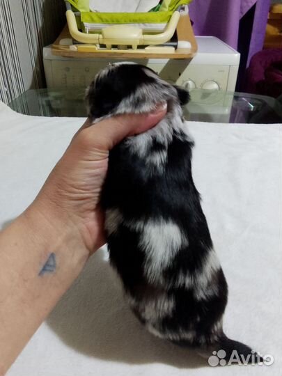 Мини мальчик