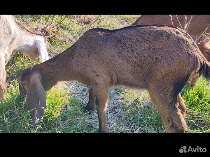 Англо нубийские козы