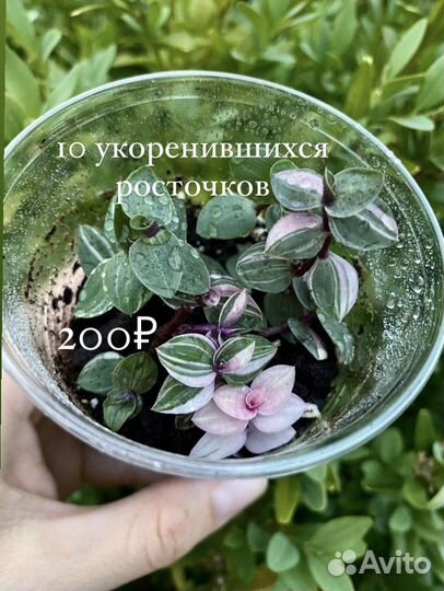Коллизия Бьянка Традесканция белоцветковая кактус