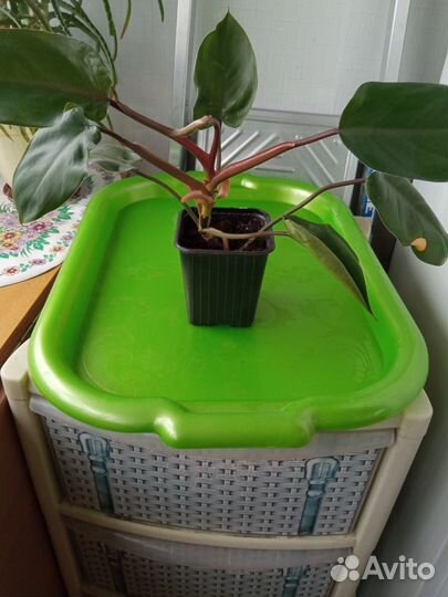 Комнатные растения