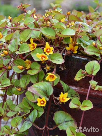 Комнатные экзотические растения