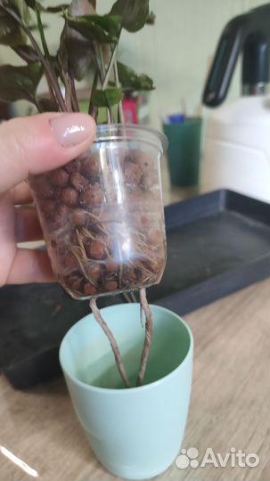 Сингониум брокант