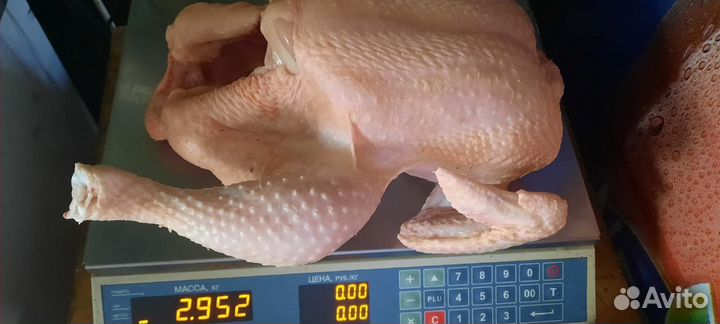 Индюк,утка,гусь,курица