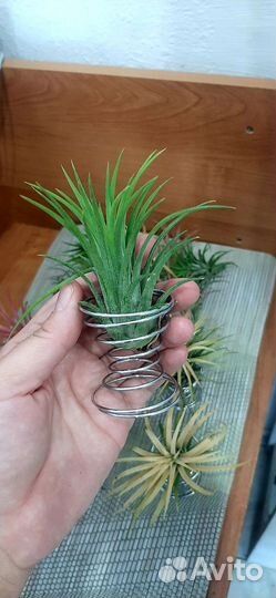 Тилландсия атмосферная