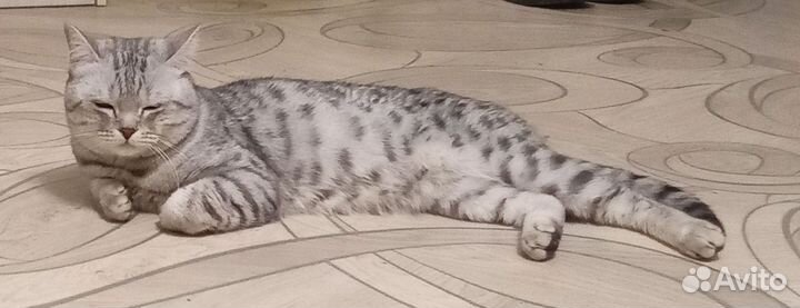 Вязка котов шотландских