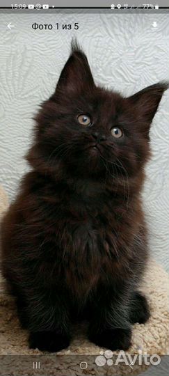 Котенок мейн-кун мальчик