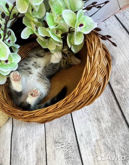 Котёнок в добрые руки