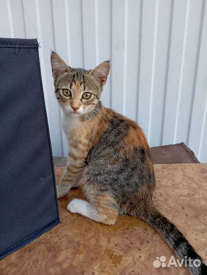 Кошечка в добрые руки