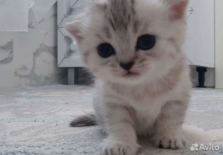 Шотландская