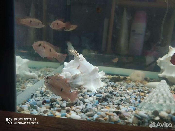 Рыбки хромис красавец