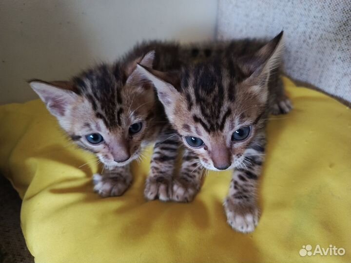 Бенгальская кошка