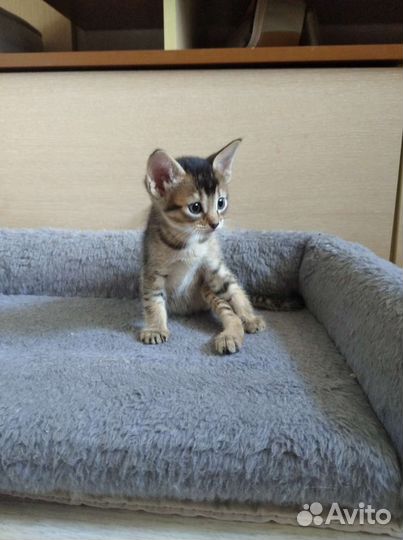 Абиссинская