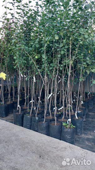 Саженцы сливы, алычи, колоновидные сливы