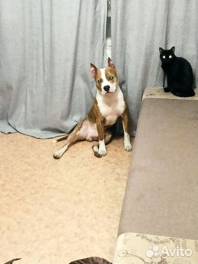 Отдам в добрые руки