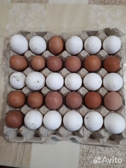 Инкубационные Куриные Яйца