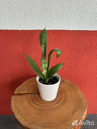 Сансивиерия