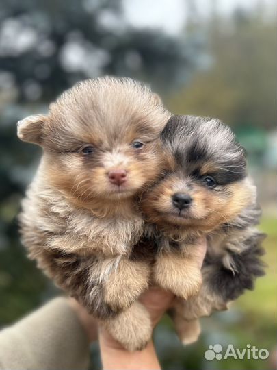 Щенки помчи