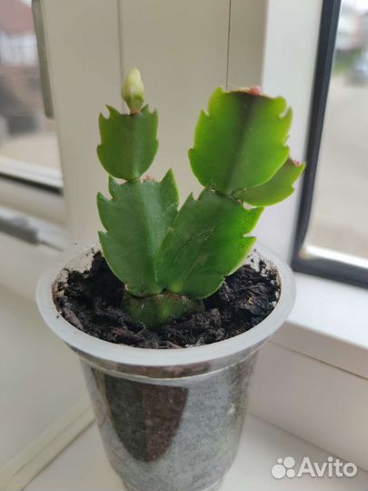 Декабрист, шлюмбергера, зигокактус