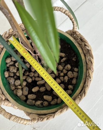 Фикус бенджамина али 1,80м