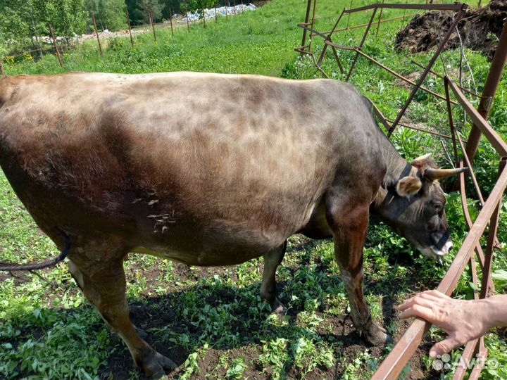 Корова нетель