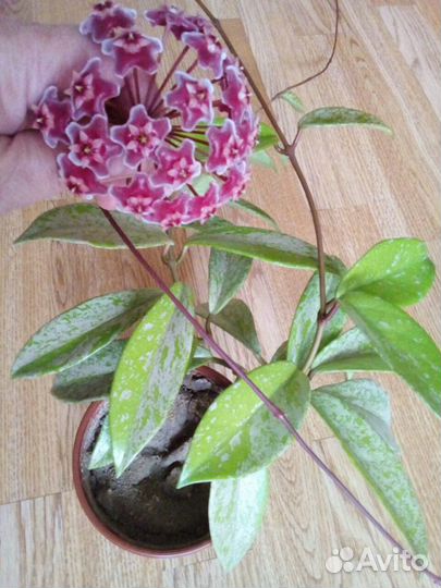 Хойя Публикалис