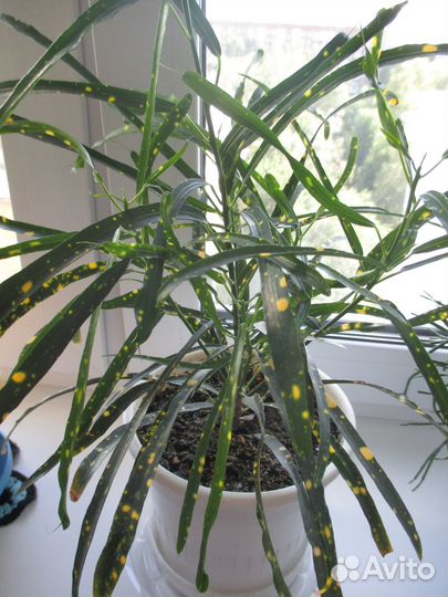 Кротон Пиктум Спот