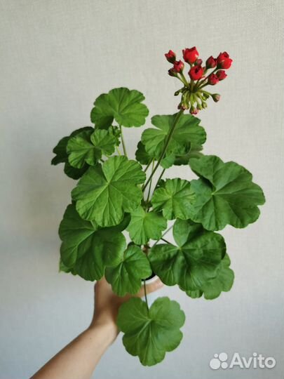 Пеларгония