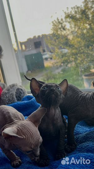 Канадский сфинкс котенок эльф