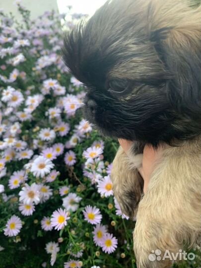 Щенки пекинеса