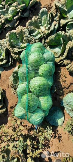 Капуста оптом от 20 тонн