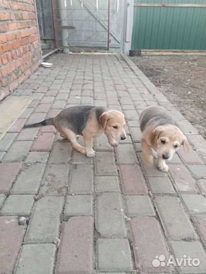 Щенки русской гончей